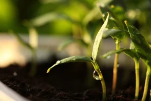 How to Germinate Seeds Faster the Right Way Indoors