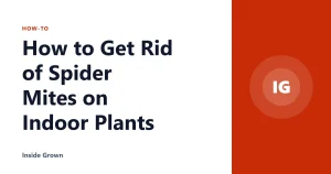 How to Get Rid of Spider Mites on Indoor Plants