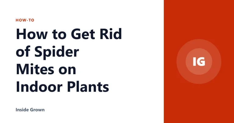 How to Get Rid of Spider Mites on Indoor Plants