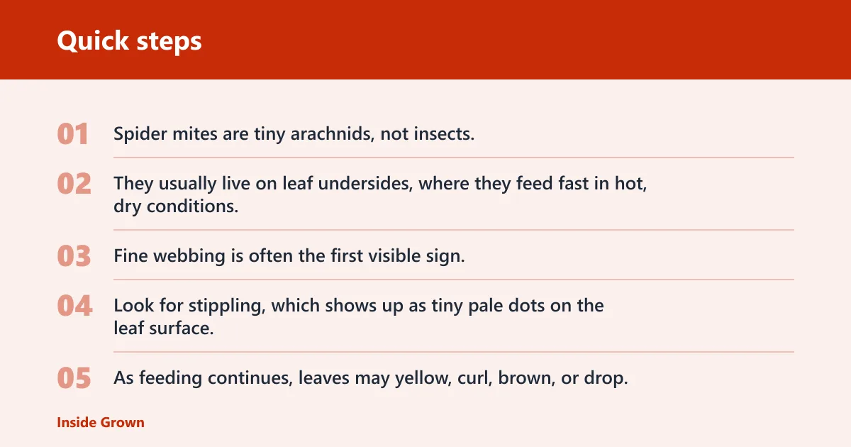Quick steps: How to tell if it is spider mites