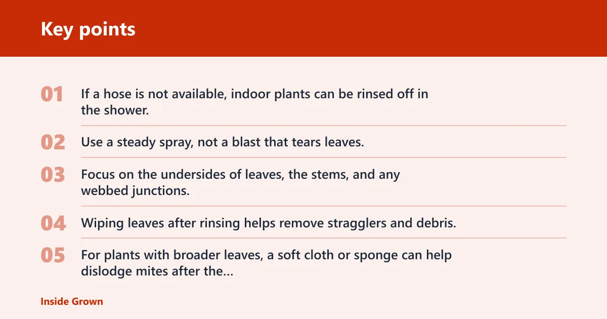 Key points: How do you get rid of spider mites on indoor plants naturally?