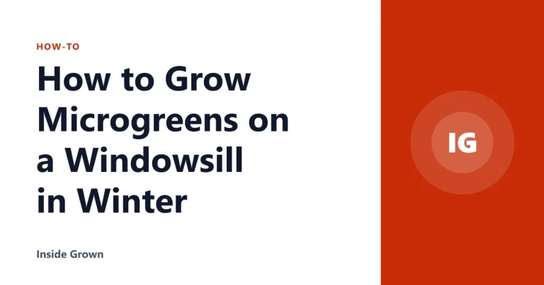 How to Grow Microgreens on a Windowsill in Winter