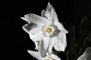 How to Grow Paperwhites Indoors