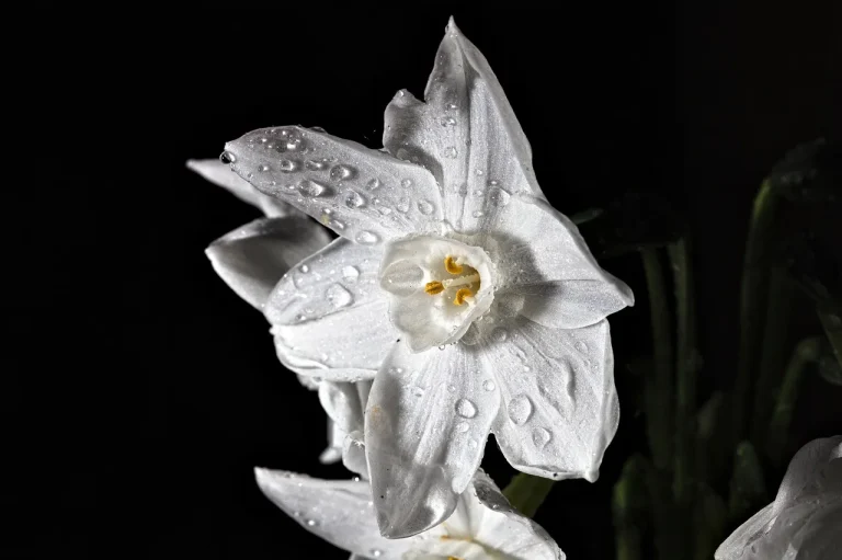 Paperwhites blooming indoors on a sunny windowsill beside a watering can and thermometer