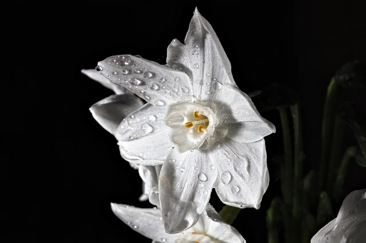 Paperwhites blooming indoors on a sunny windowsill beside a watering can and thermometer