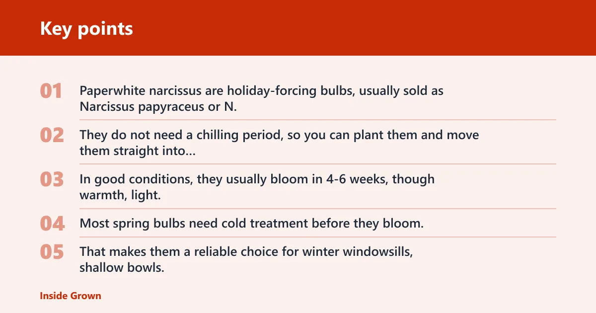 Key points: How do paperwhites grow indoors?