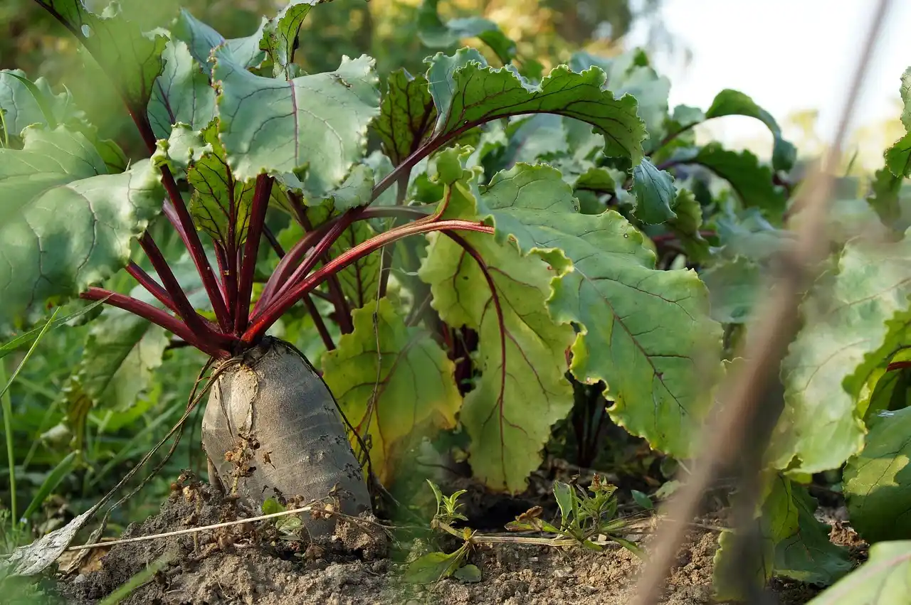 Home gardener laying out a vegetable garden in ordinary yard soil with stakes, string, and seedlings