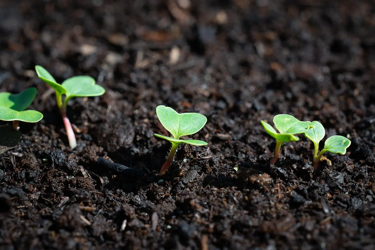 Build the garden in order