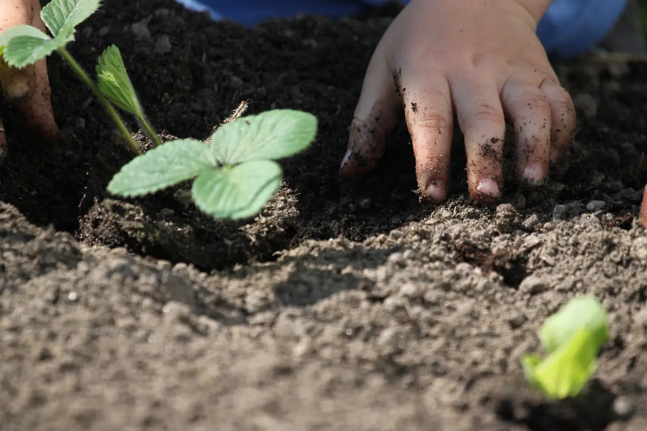 What no-till vegetable gardening does