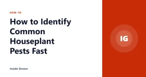 How to Identify Common Houseplant Pests Fast