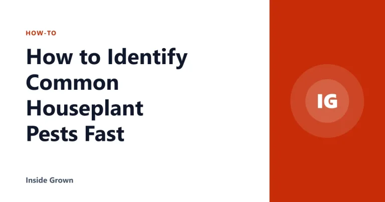 How to Identify Common Houseplant Pests Fast