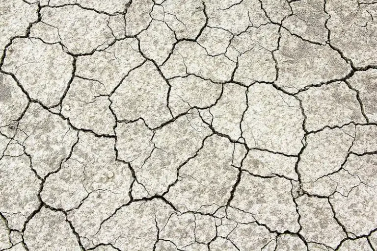 Gardener checks a crusted garden bed with patchy seedlings emerging from the soil.