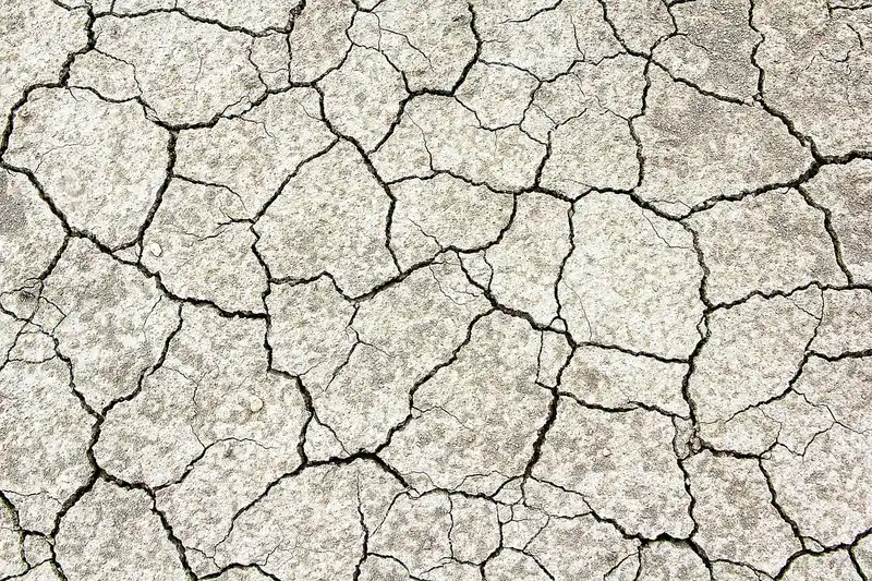 Gardener checks a crusted garden bed with patchy seedlings emerging from the soil.