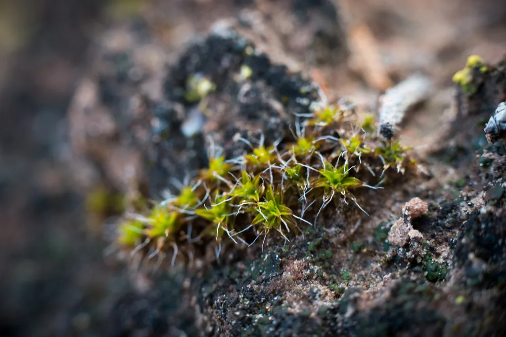 Close-up of hands breaking a thin soil crust beside small seedlings in a garden bed.