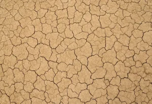 How to Improve Clay Soil for Landscaping Plants Fast