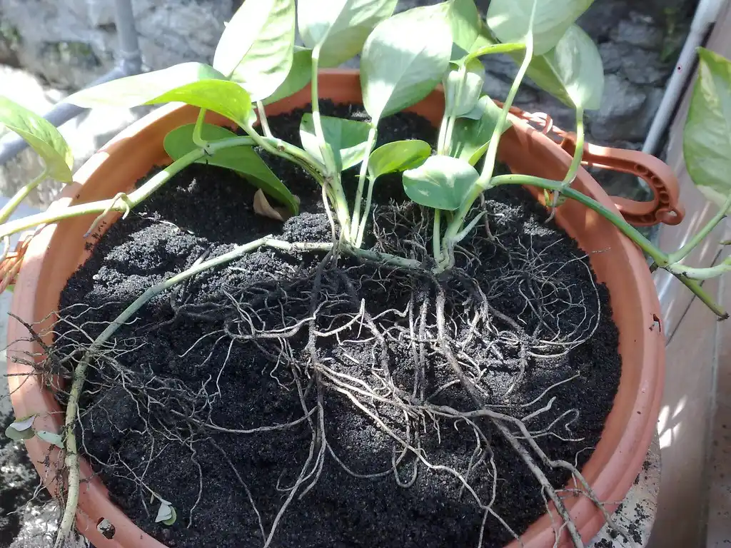 Hands break up a clay soil clod while mixing in compost in a garden bed