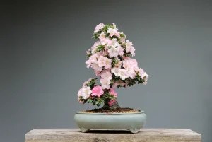How to Keep a Bonsai Alive in a Heated Home