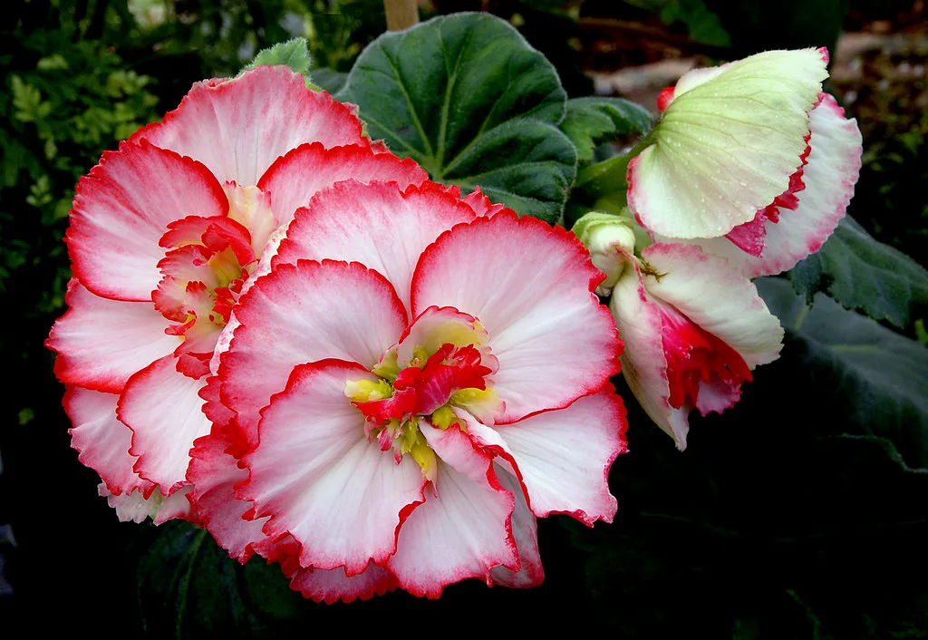 Close-up of a self-watering bottle in the soil of a houseplant.