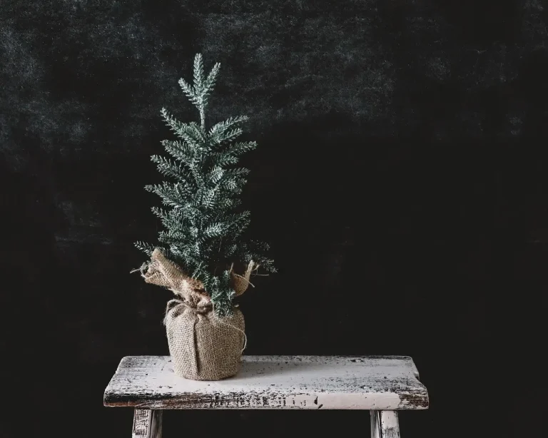 Live Christmas tree in a living room while a person checks the soil near the stand