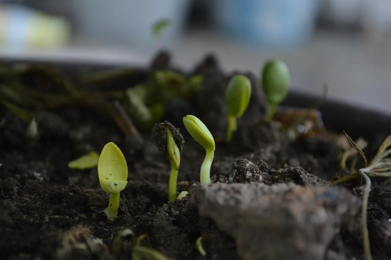 Germination moisture checklist