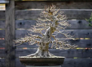 How to Make a Bonsai Tree Branch More Compact