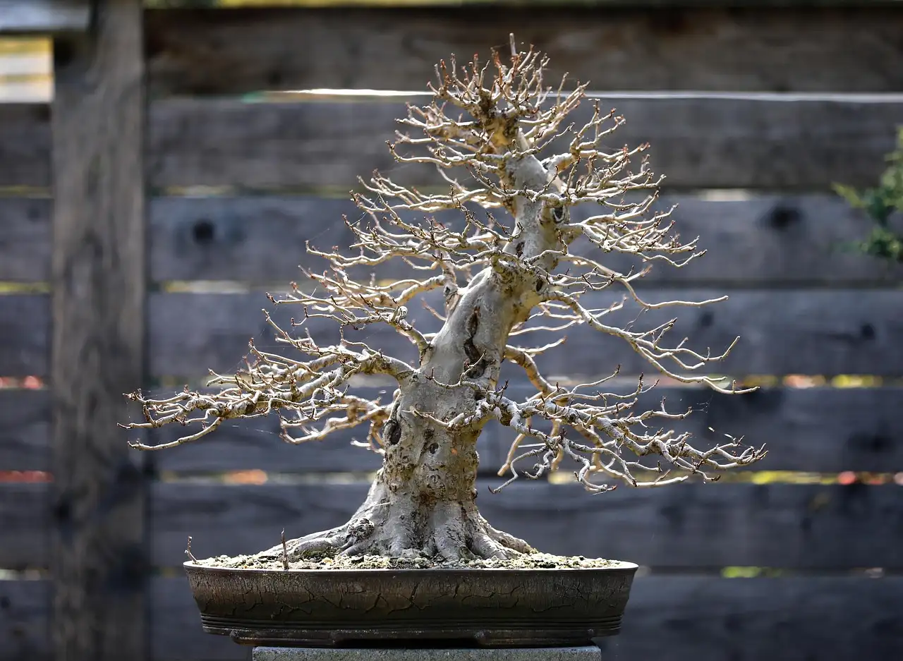 Bonsai artist trims a leggy bonsai branch into a compact pad beside a ceramic pot