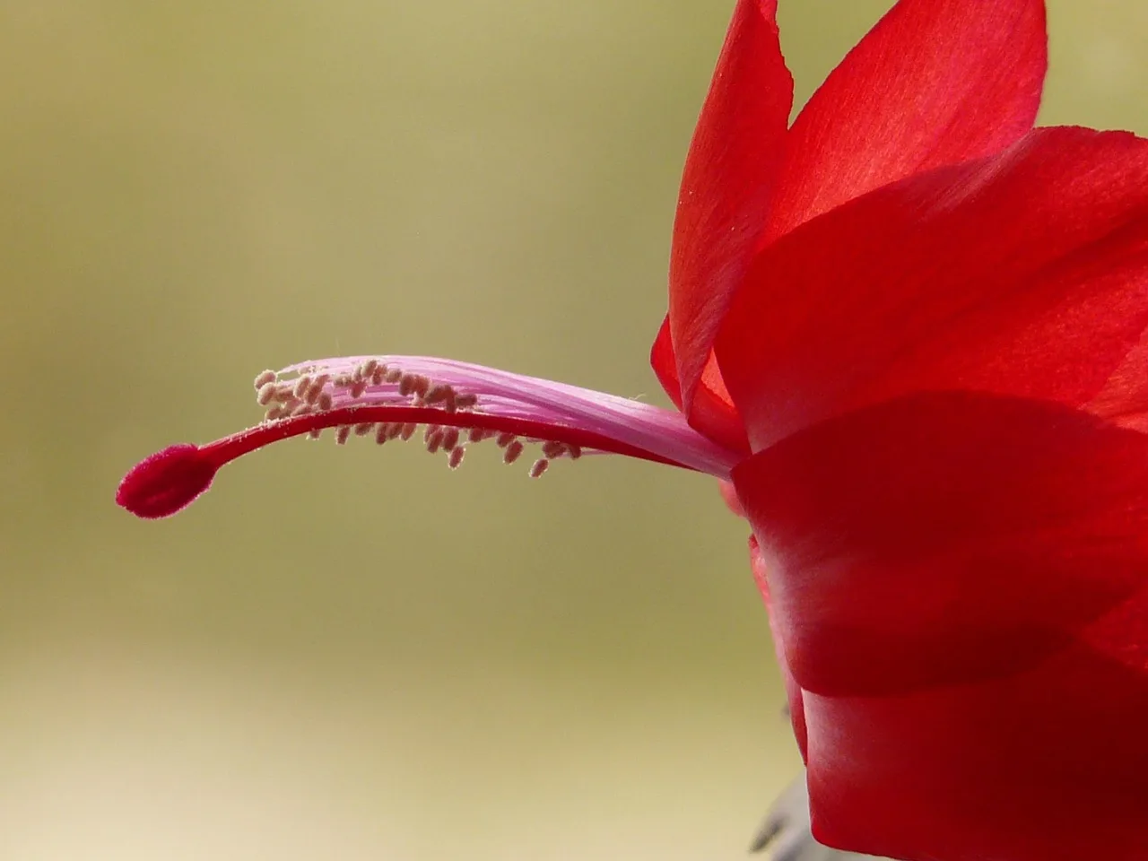 What a Christmas cactus needs to bloom