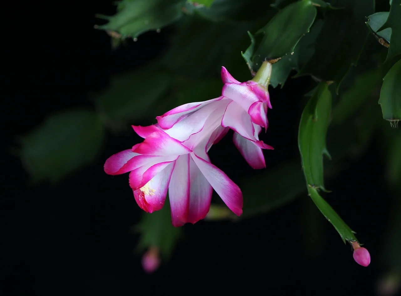 Christmas cactus bloom checklist