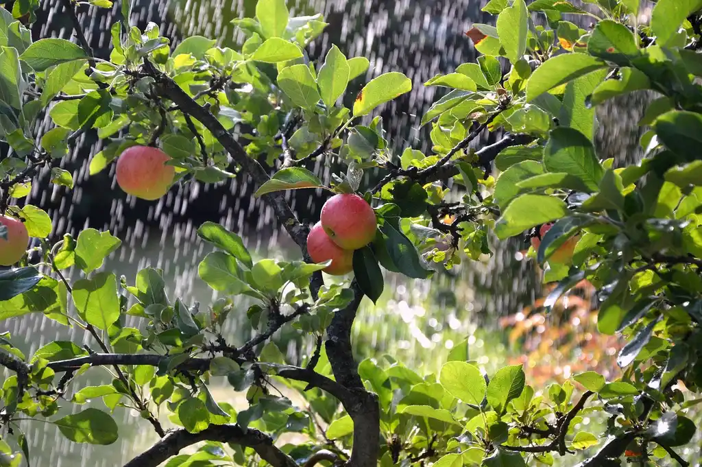 Gravity-fed irrigation system watering vegetable beds in a small backyard garden