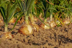 How to Plan a Vegetable Garden Layout for Maximum Yield