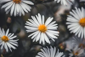 How to Plan a Small Botanical Garden at Home