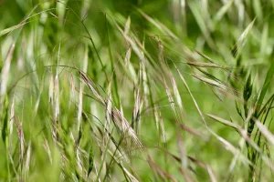 How to Plant Grass Seed in a New Lawn