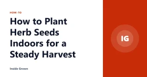 How to Plant Herb Seeds Indoors for a Steady Harvest