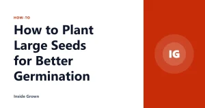 How to Plant Large Seeds for Better Germination