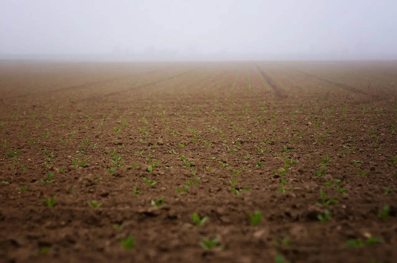 Large seed sowing triage