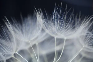 How to Plant Seeds in Cold Soil and Avoid Rot