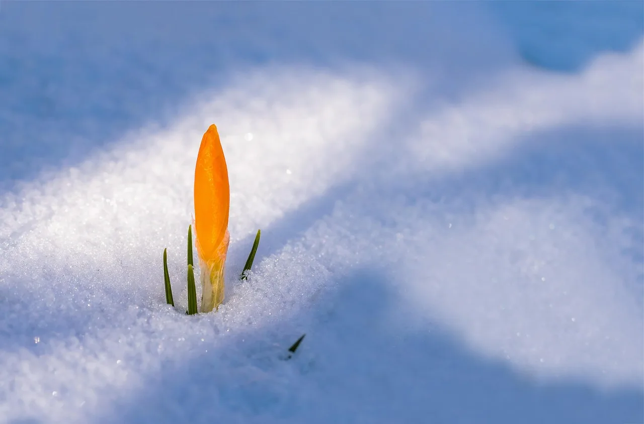 How cold is too cold for each crop?