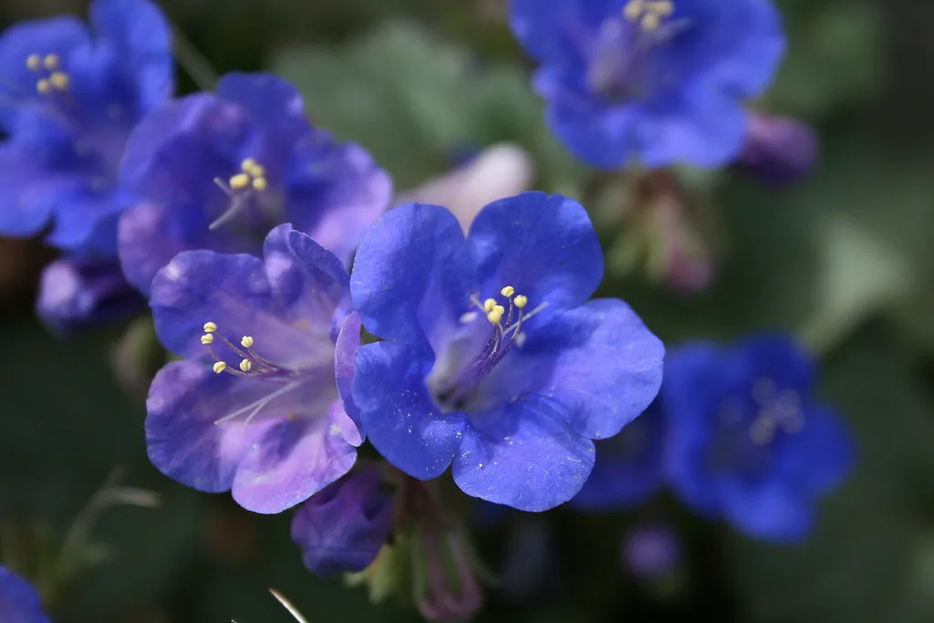 Hands setting a seed at the right depth in damp garden soil