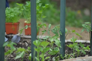How to Plant Seeds in Raised Beds for Faster Germination