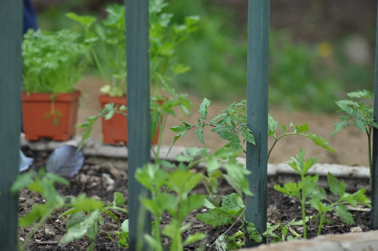 Gardener prepares a raised bed with smooth, moist soil for planting seeds