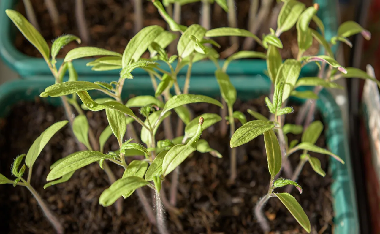 Seed trays under grow lights with a small fan, showing compact sturdy seedlings at different stages.