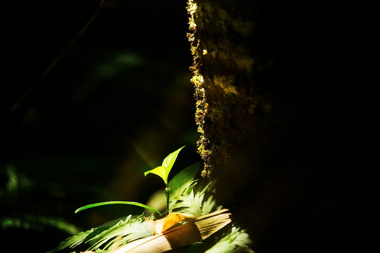How much light do seedlings need?