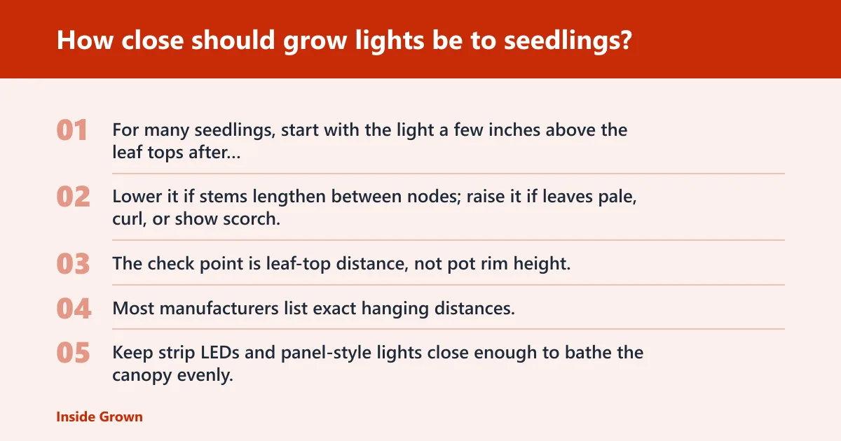 Steps: How close should grow lights be to seedlings?