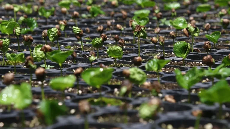 Gardener sowing seeds in a raised bed with damp soil and a mulch layer in warm weather