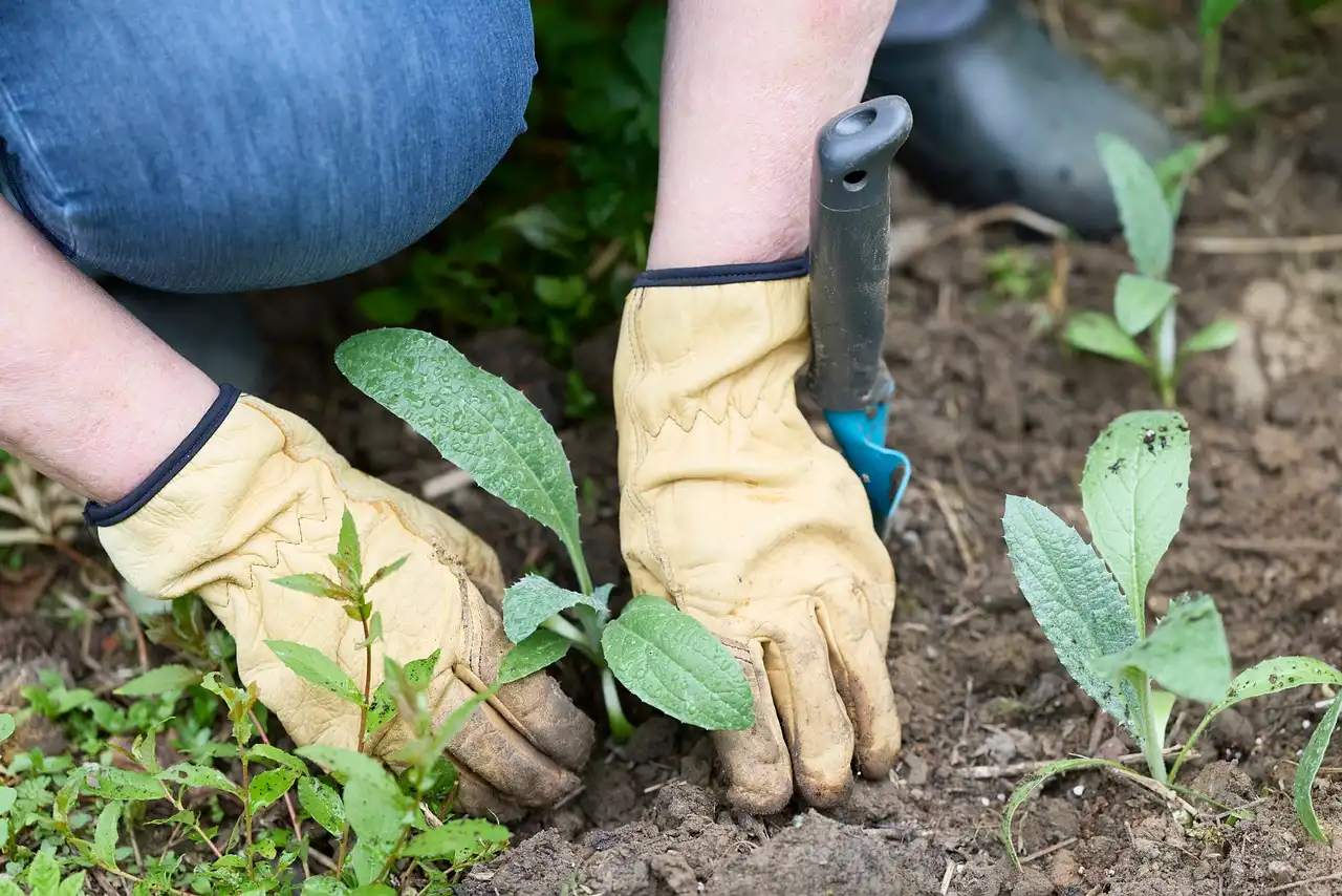 Gardener assessing compacted soil and a loosened flower bed area in natural morning light