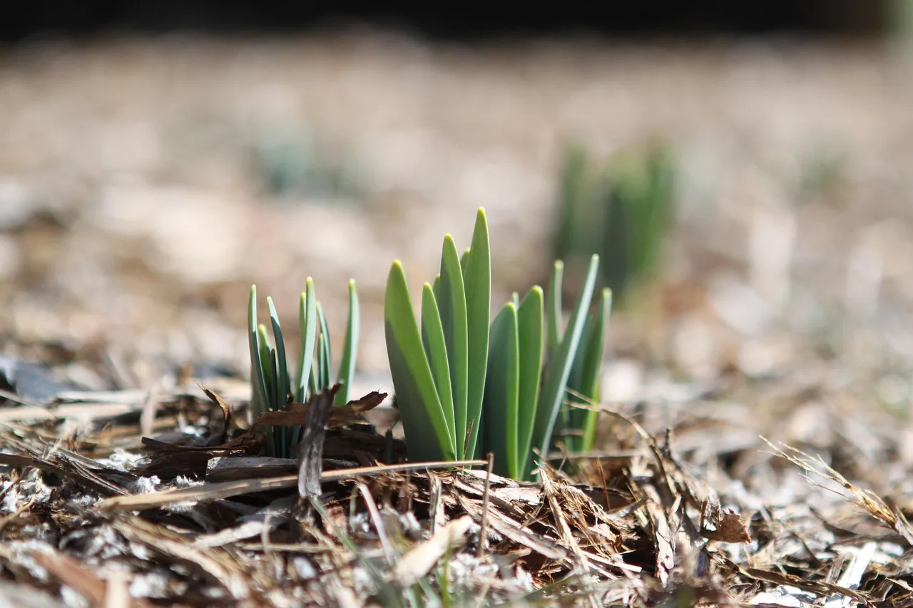 How to prepare soil for a new flower bed