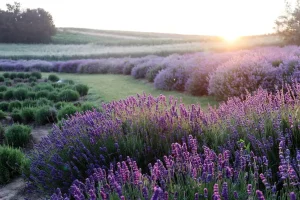 How to Prevent Pests in a Vegetable Garden Naturally