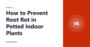 How to Prevent Root Rot in Potted Indoor Plants