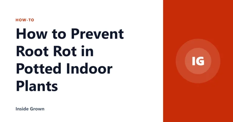 How to Prevent Root Rot in Potted Indoor Plants