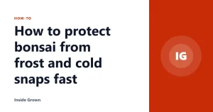 How to protect bonsai from frost and cold snaps fast